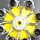 neuwertiger Ausschwing-Rotor Hettich 1312 8x15ml 4.800 U/min
